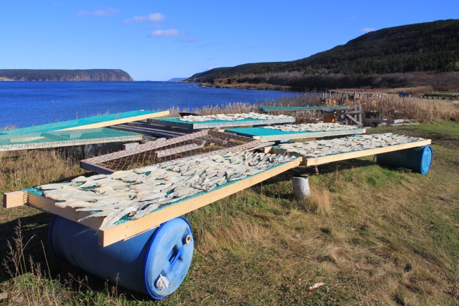 Cod drying on temporary flakes, Crouse Harbour 2013.